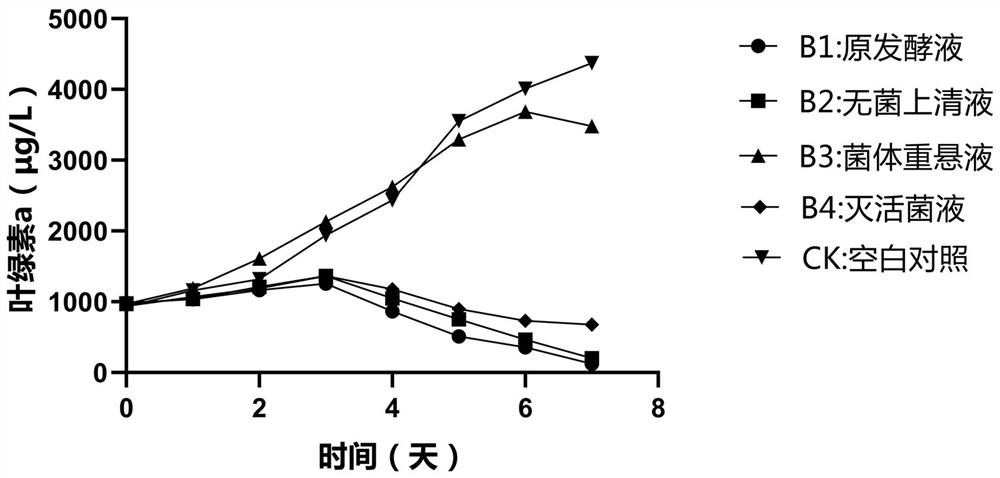 Bacillus licheniformis and application thereof