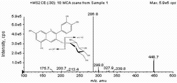 Method for fast efficiently extracting and purifying anthocyanin from lonicera caerulea