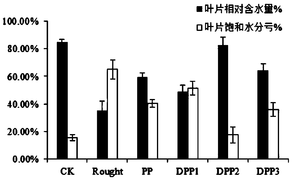 Application of porphyra polysaccharide in improving drought-resisting property of plant