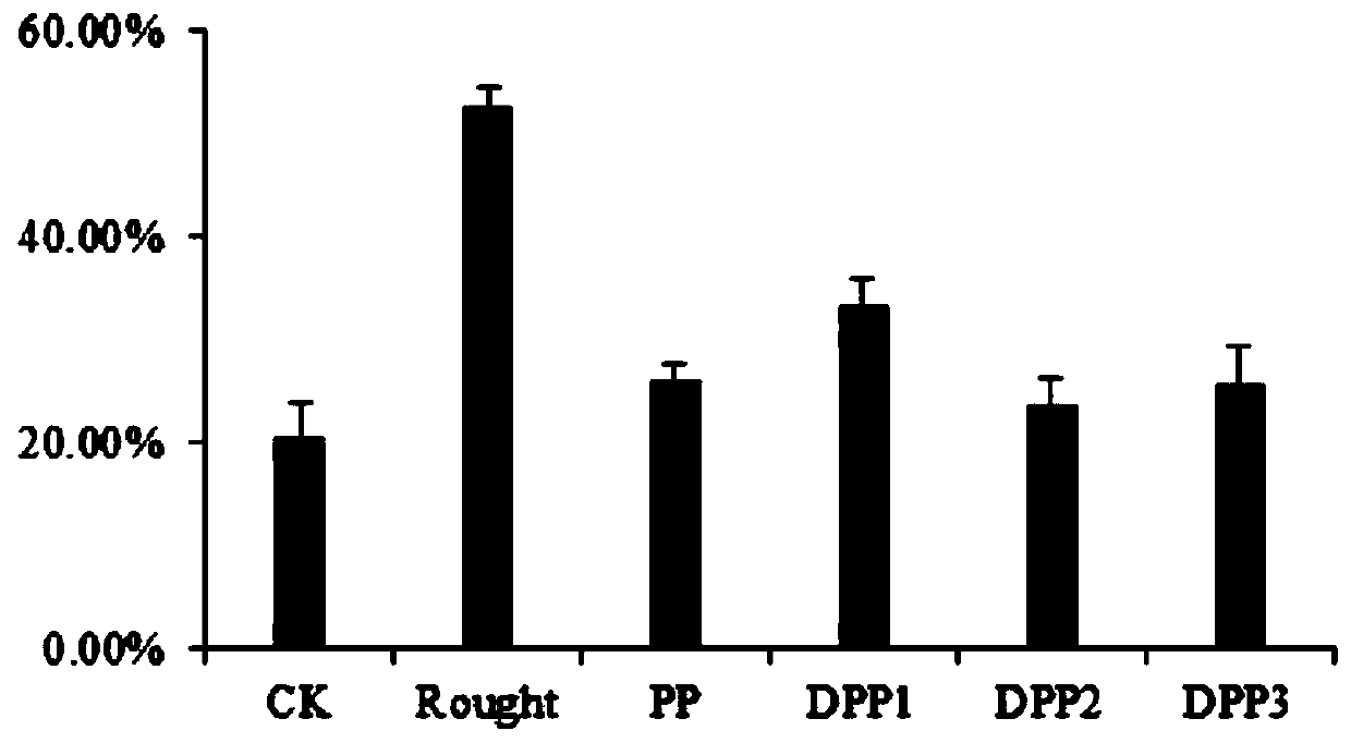 Application of porphyra polysaccharide in improving drought-resisting property of plant