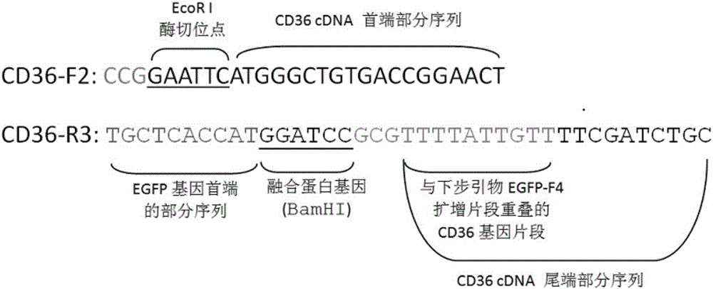 Establishing method of CD36 mutant gene stable eukaryotic expression cell line causing CD36 deletion