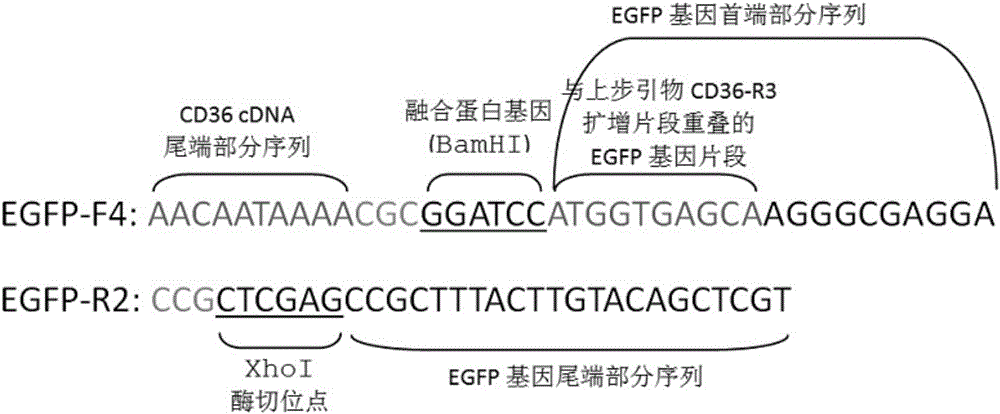 Establishing method of CD36 mutant gene stable eukaryotic expression cell line causing CD36 deletion