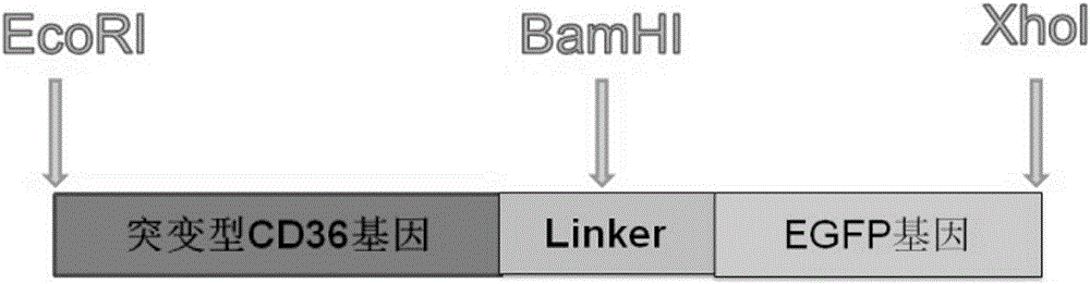 Establishing method of CD36 mutant gene stable eukaryotic expression cell line causing CD36 deletion