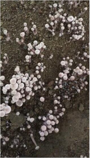 A kind of lilac mushroom cultivation method