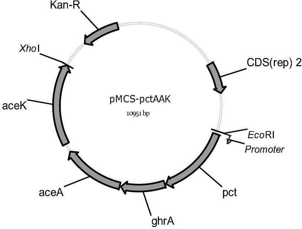 Recombinant strain for producing glycolate based polymers and application of recombinant strain