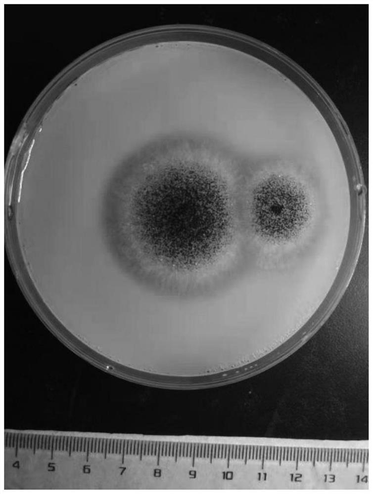 Phosphorus-solubilizing fungus, fungicide and application thereof