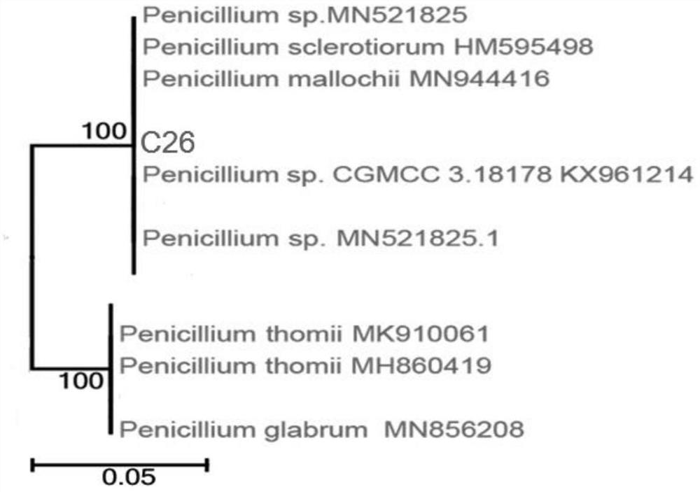 Phosphorus-solubilizing fungus, fungicide and application thereof