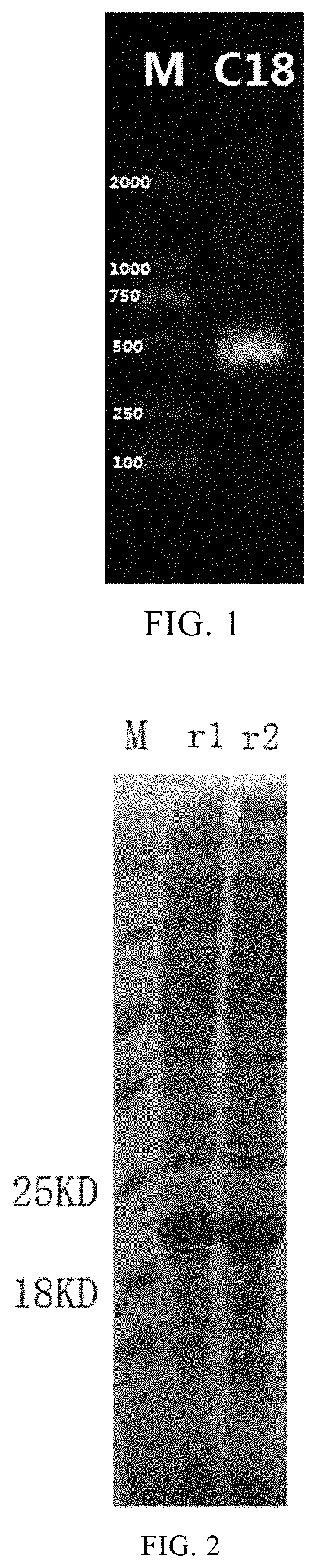 Vaccine Used For Preventing Toxoplasma Gondii Infection And Preparation Method Therefor