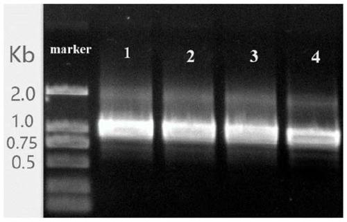 Construction method and application of agrobacterium Ti plasmid vector PCHF1302