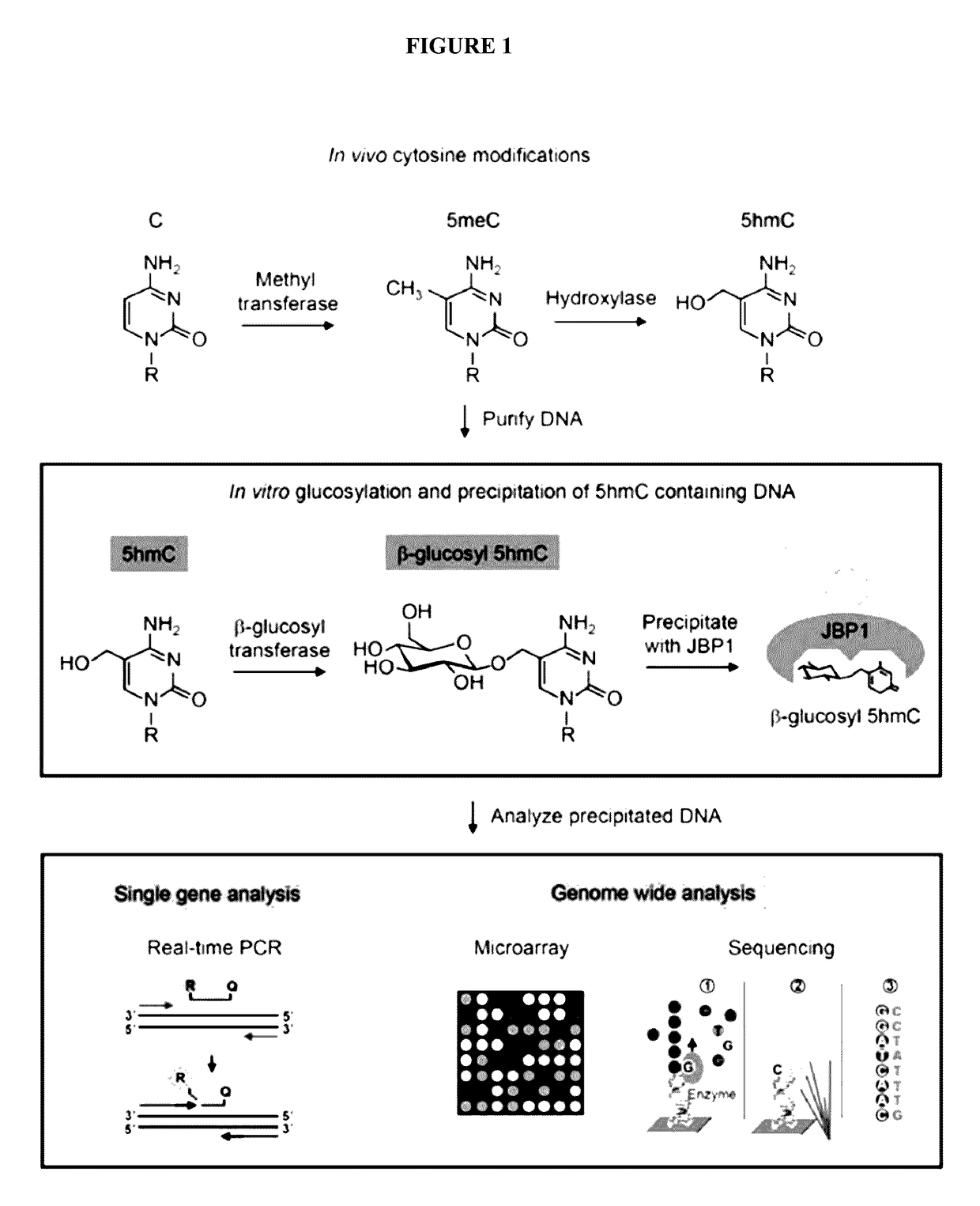 Methods and kits for detection of 5-hydroxymethylcytosine