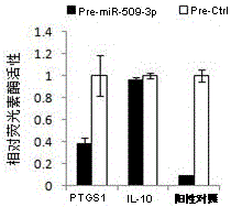 Application of mir-509-3p expression inhibitor in preparation of medicine for treating polycystic ovary syndrome
