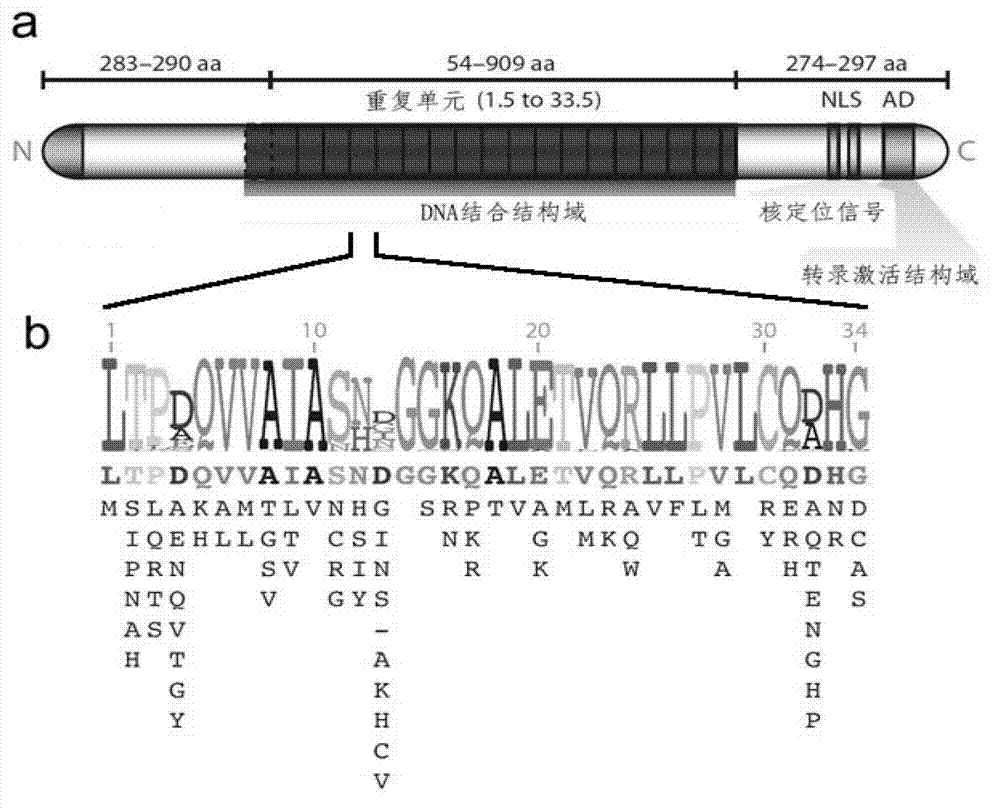 Method for building TALE (transcription activator-like effector) repeated sequences