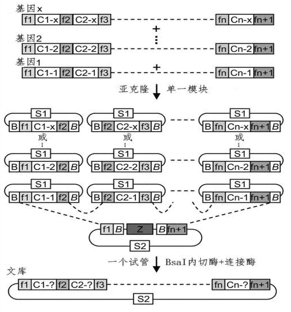 Method for building TALE (transcription activator-like effector) repeated sequences
