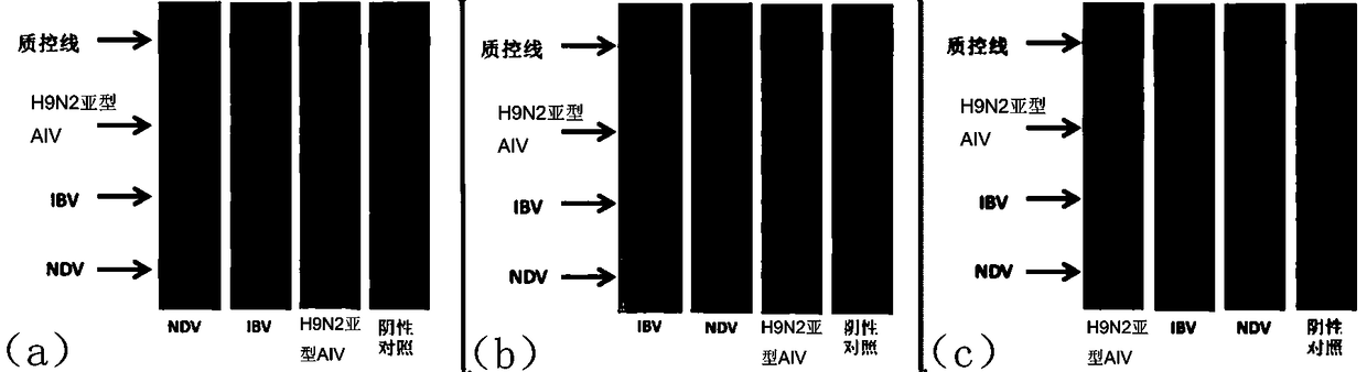 A kind of multiple rpa primers and probes for simultaneous detection of ndv, ibv and h9n2 subtype aiv and its detection method