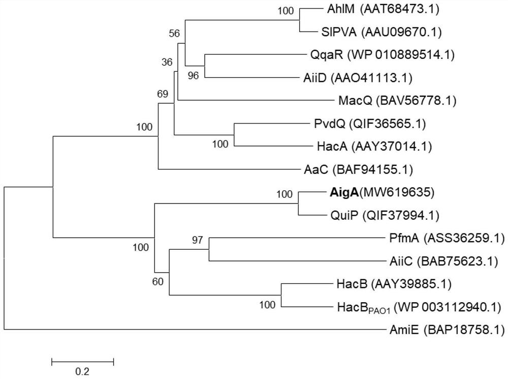 N-acyl homoserine lactone acyltransferase coding gene aigA and application thereof