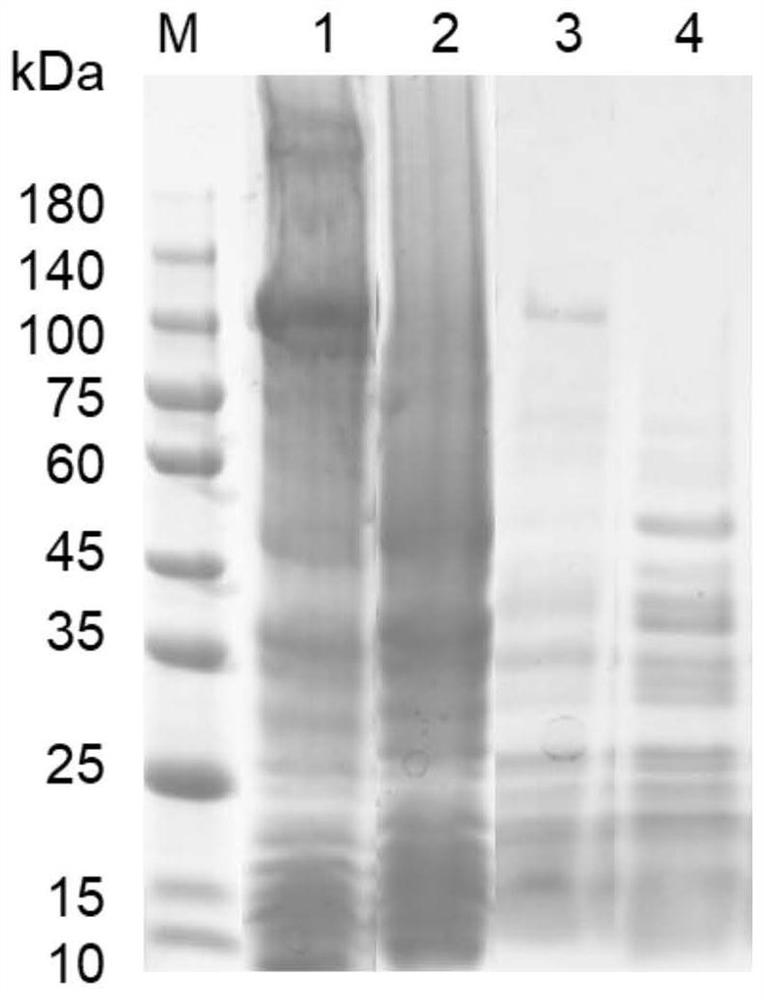 N-acyl homoserine lactone acyltransferase coding gene aigA and application thereof