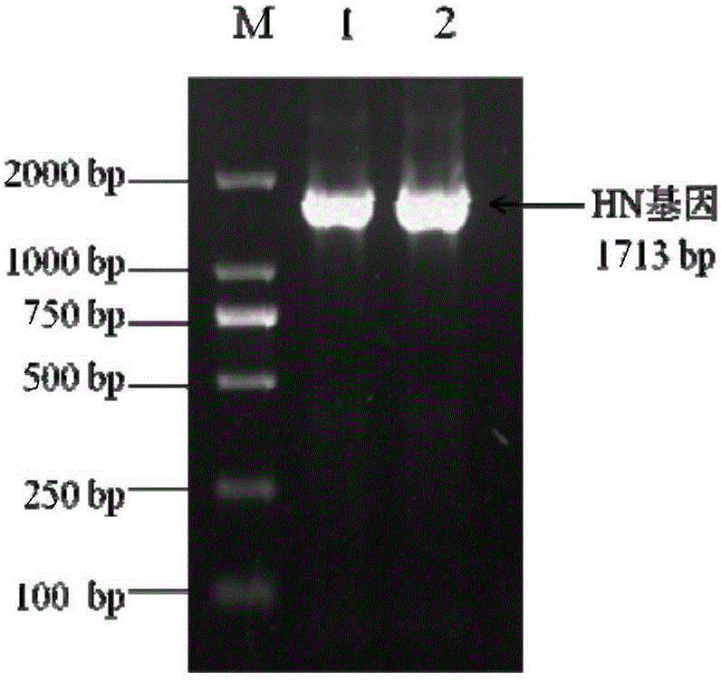 Recombinant Salmonella enteria serovar Pullorum, (S. Pullorum), as well as preparation method and application thereof