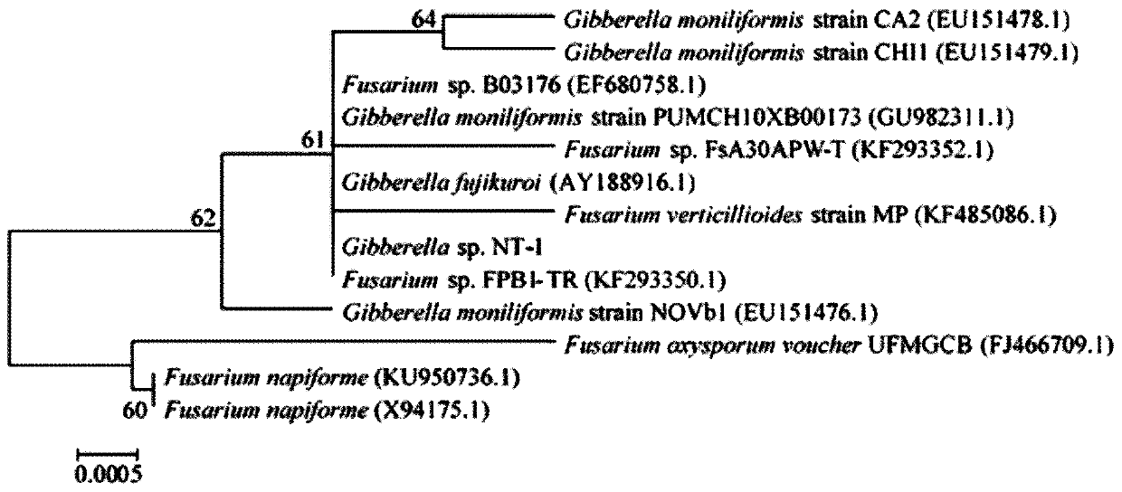 Gibberella nt-1 and its application