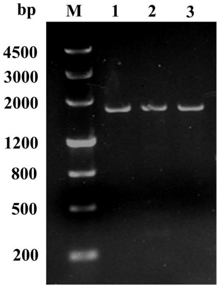 Ginsenoside synthesis-regulated PgJAR1 gene as well as encoding protein and application thereof