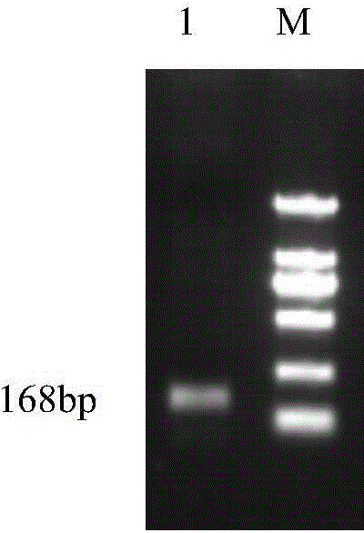 Method for detecting sheep FecB gene polymorphism by use of SNaPshot technology
