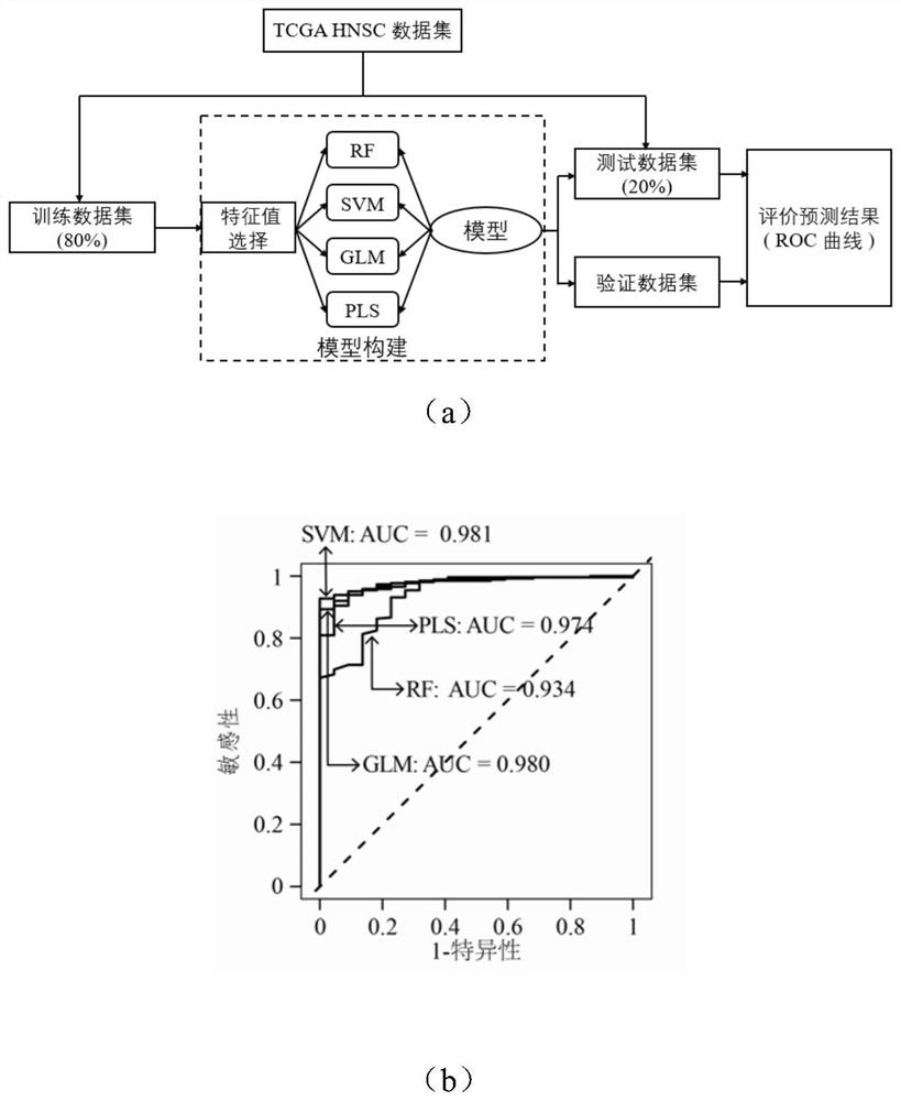 A novel molecular marker and its application in the preparation of kits for the diagnosis and prognosis of head and neck cancer