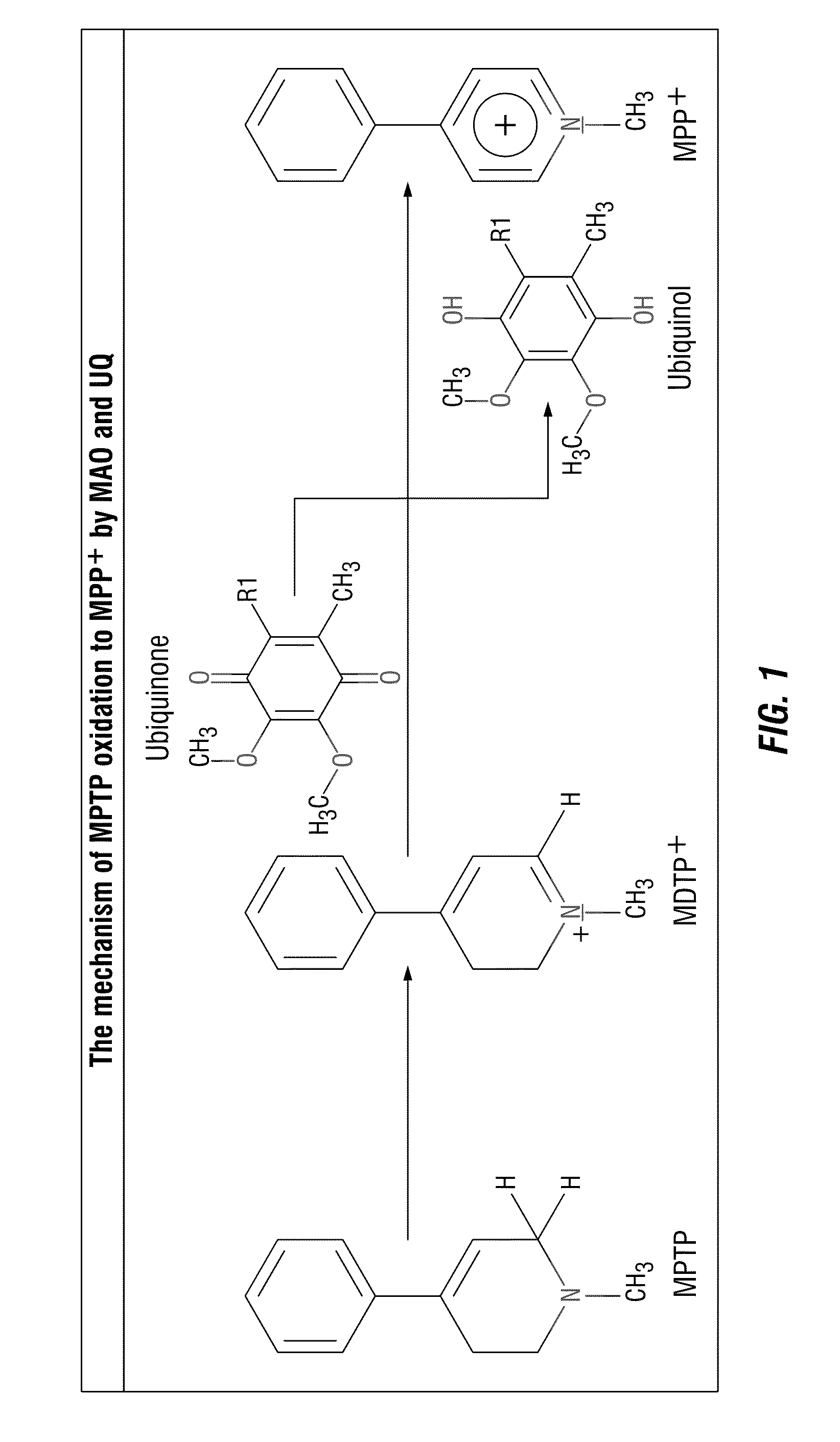 Chemotherapeutic Compositions and Methods for Treating Human Gliomas