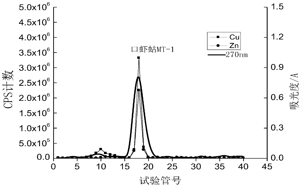 Method for extracting high-purity metallothionein (MT) from oratosquilla oratoria