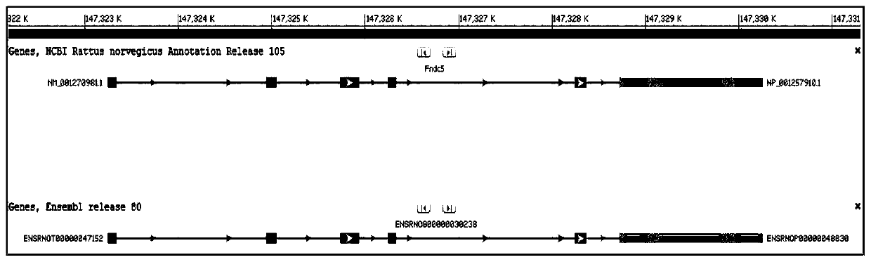 Construction method of FNDC5 gene knock-out rat model, and application