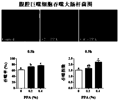 Application of phenylpyruvate in preparation of immunopotentiator