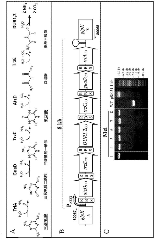 Genetically engineered cyanobacteria for growth in unsterilized conditions using antibiotic-free selection