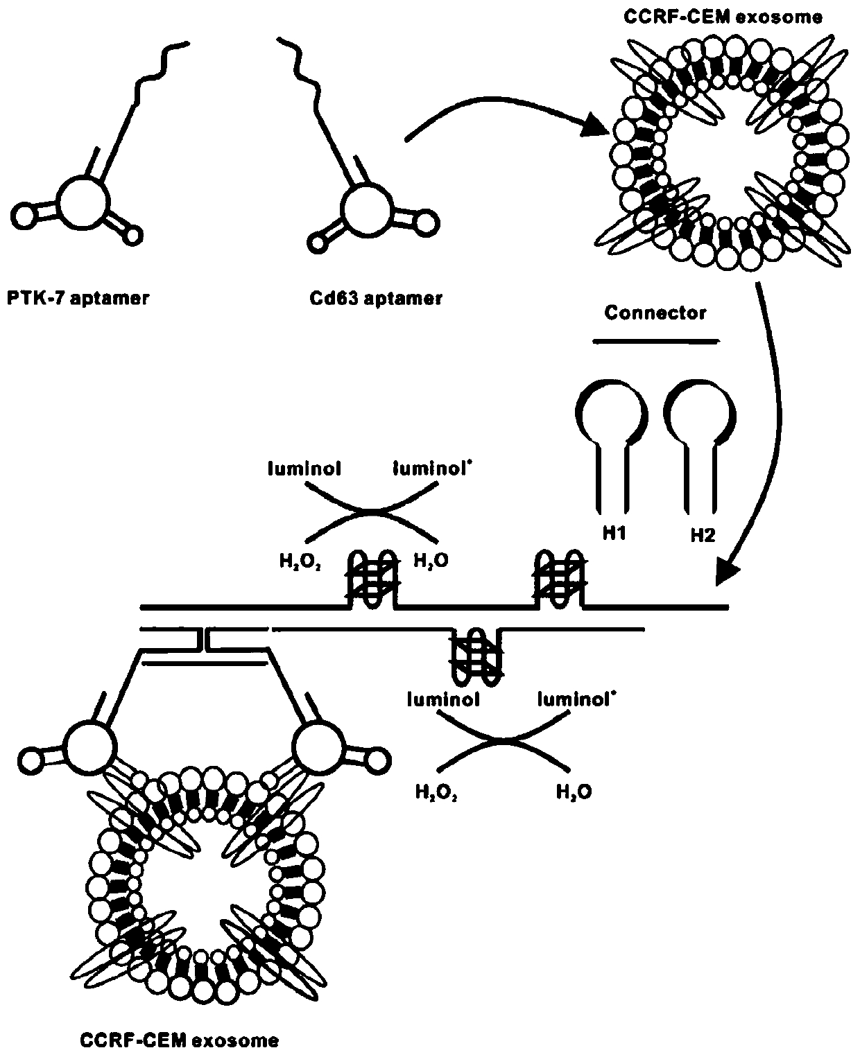 Biosensor for detecting exosome based on double aptamers, and production method and application thereof