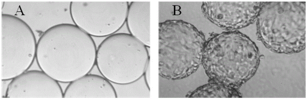 A kind of cell stationary phase based on microcarrier cells and preparation method thereof
