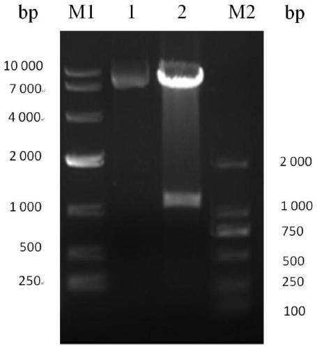 Prokaryotic soluble expression method of porcine circovirus 2b subtype Cap protein