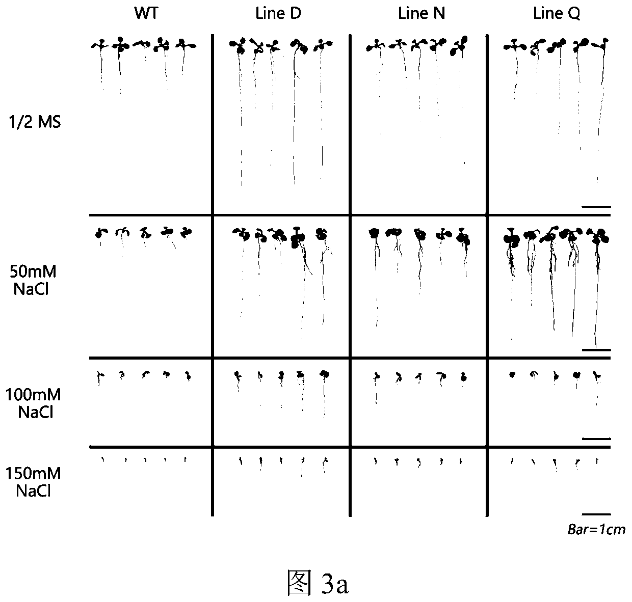 Myrothamnus flabellifolia gene MfbHLH15 and application thereof