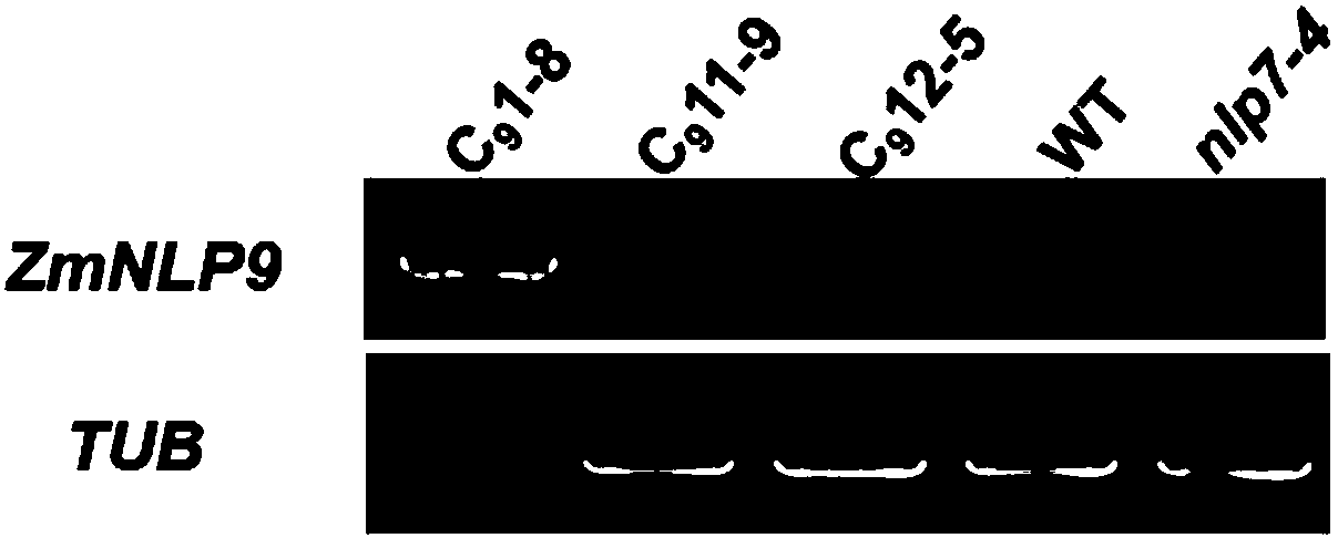 Transcription factor ZmNLP9 from corn and application of transcription factor ZmNLP9