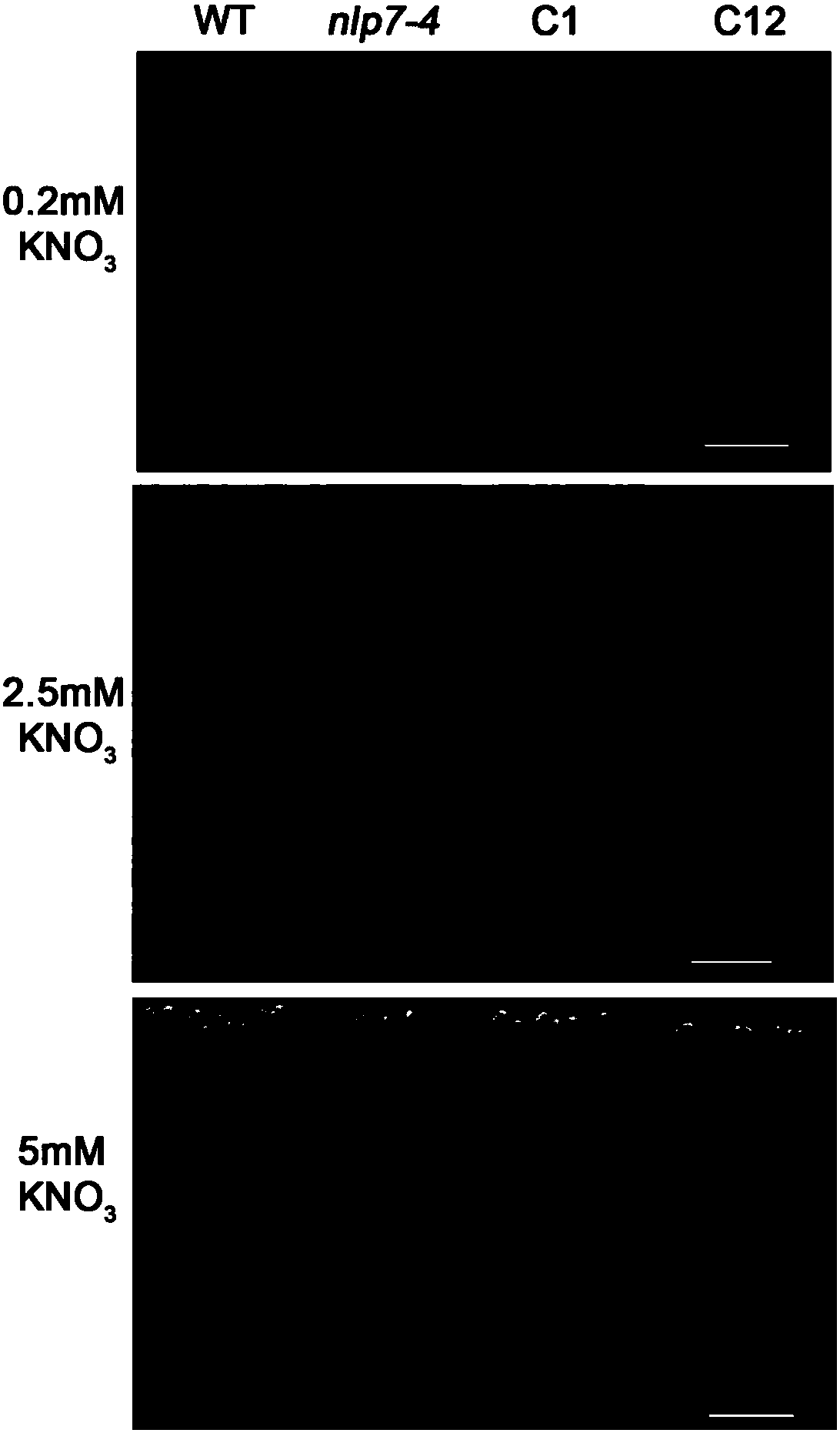 Transcription factor ZmNLP9 from corn and application of transcription factor ZmNLP9