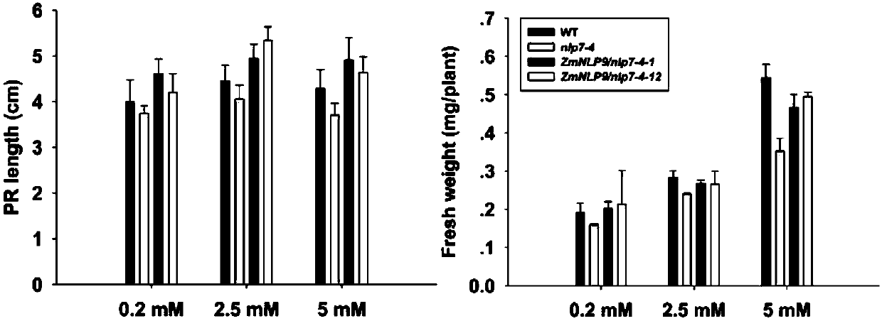 Transcription factor ZmNLP9 from corn and application of transcription factor ZmNLP9