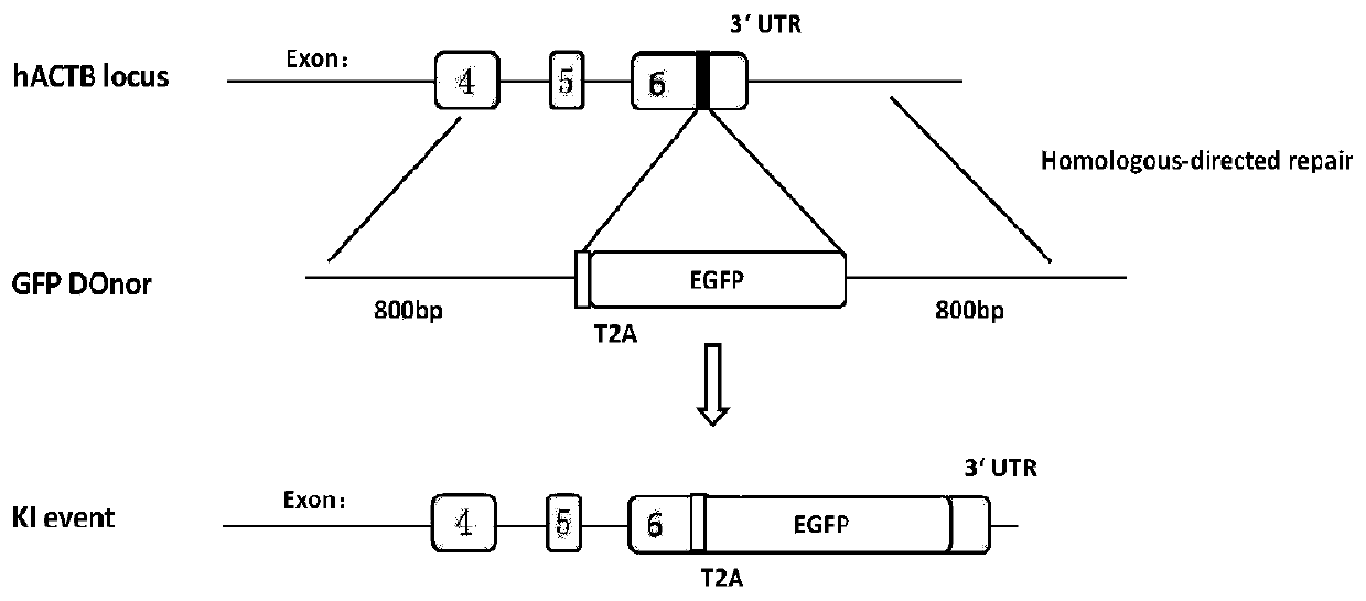 Method for improving efficiency of site-directed insertion of genome by using small molecular compound