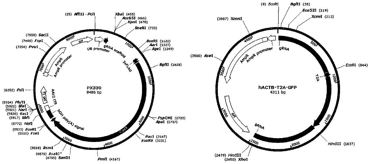 Method for improving efficiency of site-directed insertion of genome by using small molecular compound