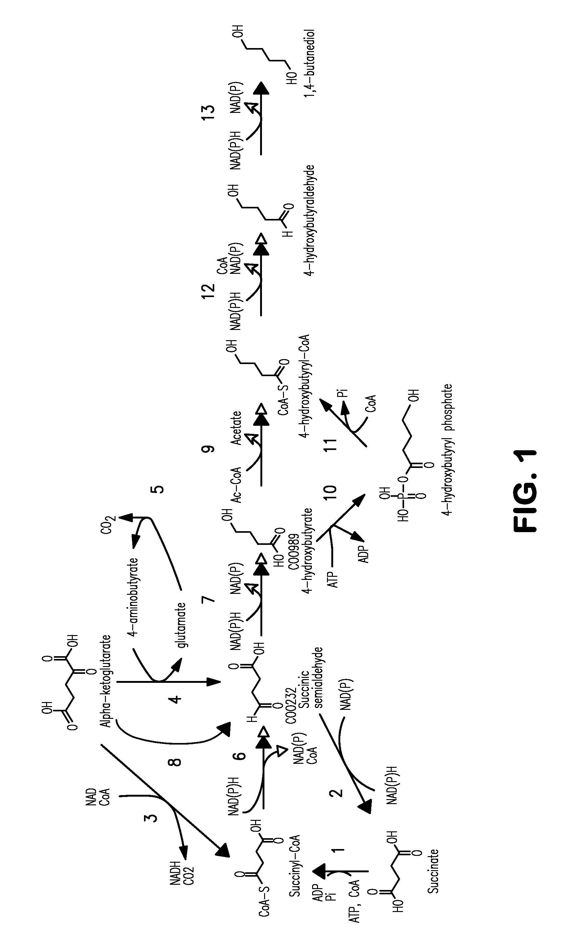 Microorganisms for the production of 1,4-butanediol, 4-hydroxybutanal, 4-hydroxybutyryl-coa, putrescine and related compounds, and methods related thereto