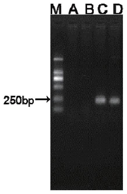 Molecular marker C98284 for rapidly identifying hereditary characters of cherax quadricarinatus and application of molecular marker C98284