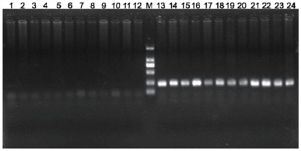 Molecular marker C98284 for rapidly identifying hereditary characters of cherax quadricarinatus and application of molecular marker C98284