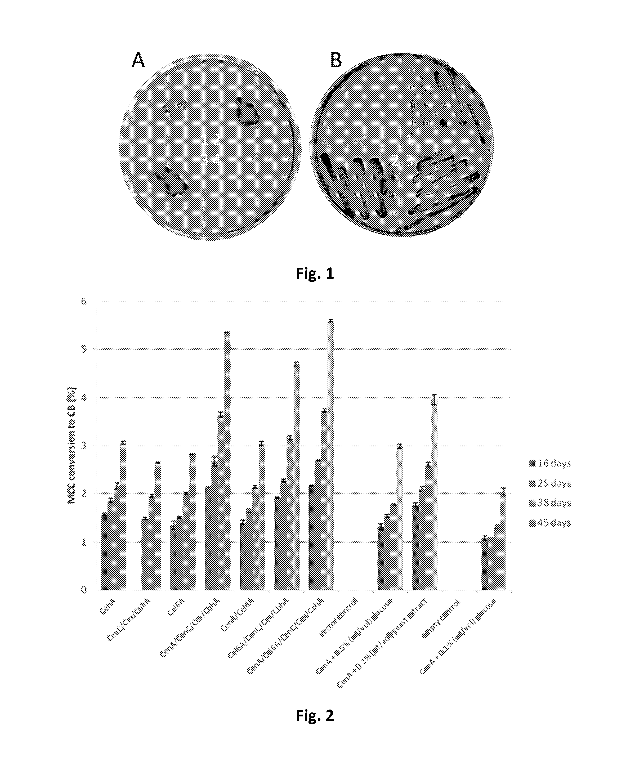 Oleaginous Bacterial Cells and Methods for Producing Lipids