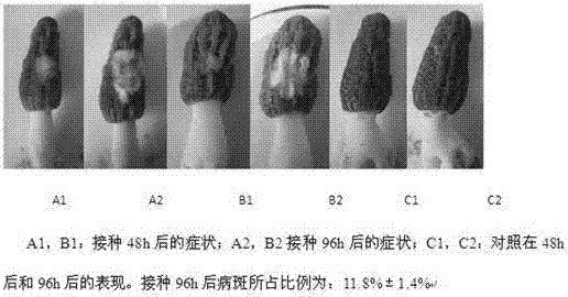 Method for identifying anti-white mold performance of morchella esculenta