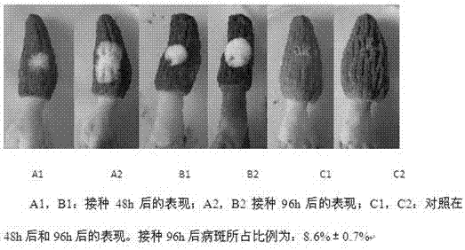 Method for identifying anti-white mold performance of morchella esculenta