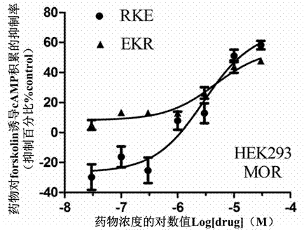 Split type hybrid peptides based on endomorphin 2 and NPFF (Neuropeptide FF) receptor antagonist RF9, as well as synthetic method and application thereof