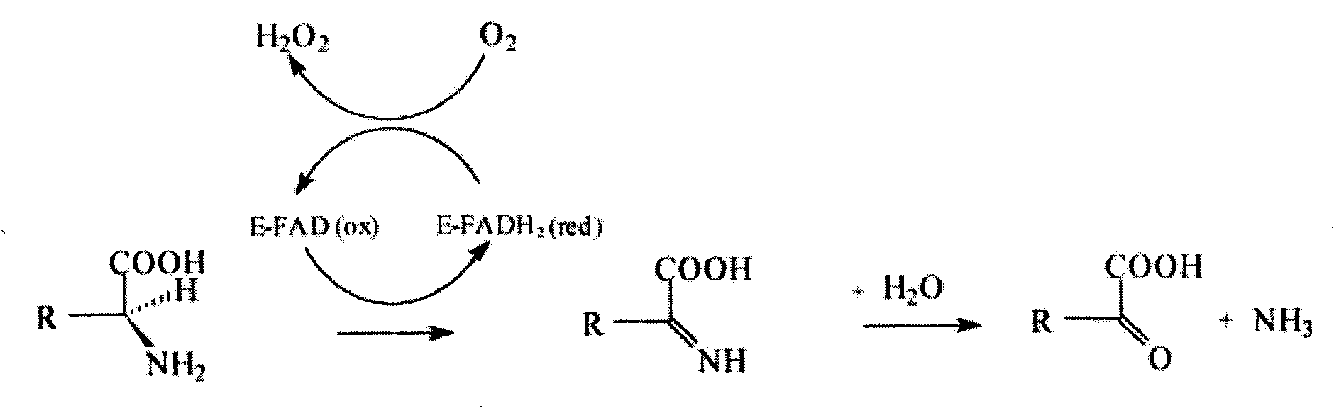 Biocatalysis method for preparing Alpha ketoglutarate from L-soda glutamate