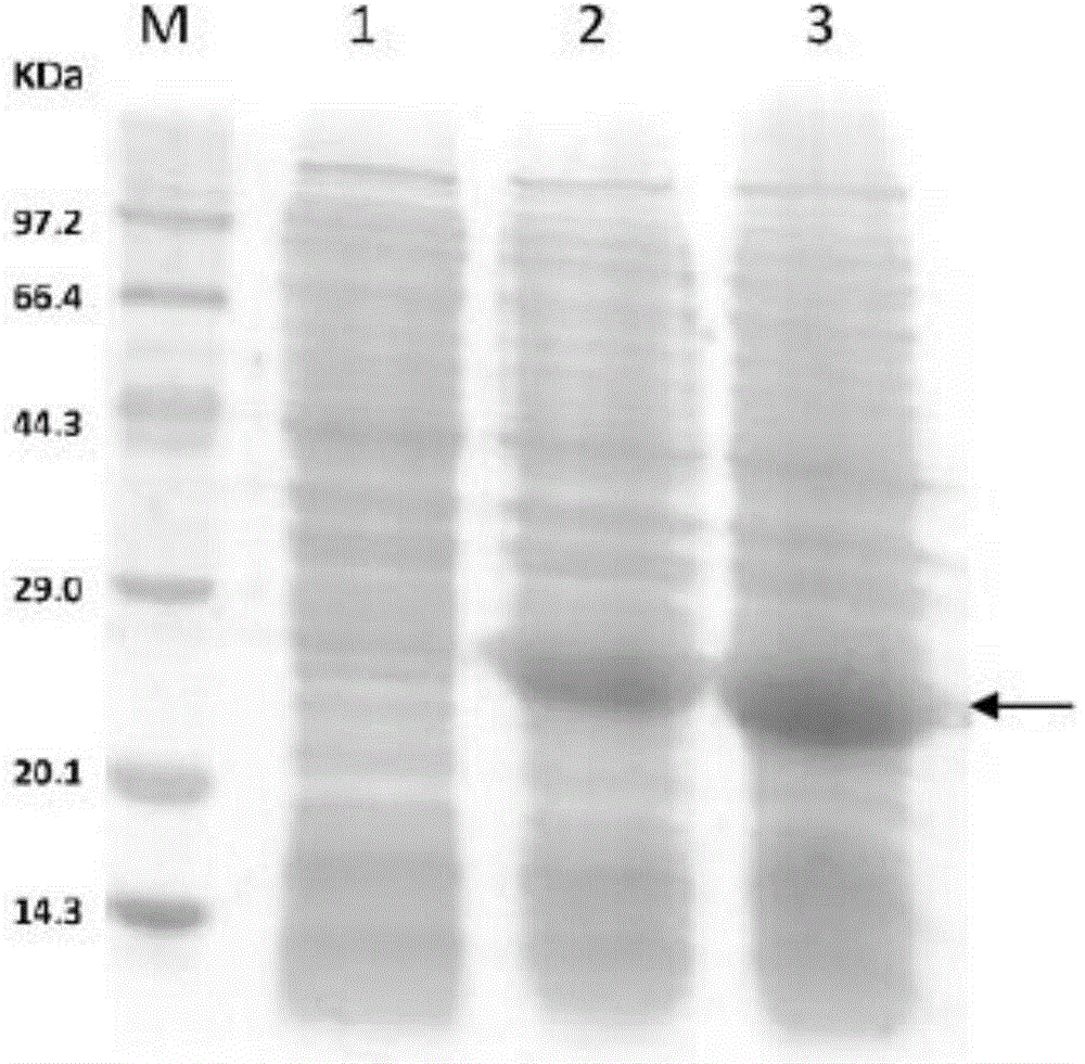 Recombinant protein A and applications thereof