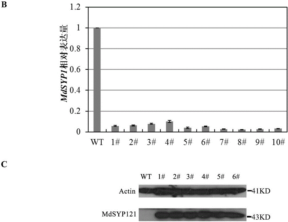 Method for identifying anti-disease gene of apple by combining apple callus tissue cell culture and genetic transformation