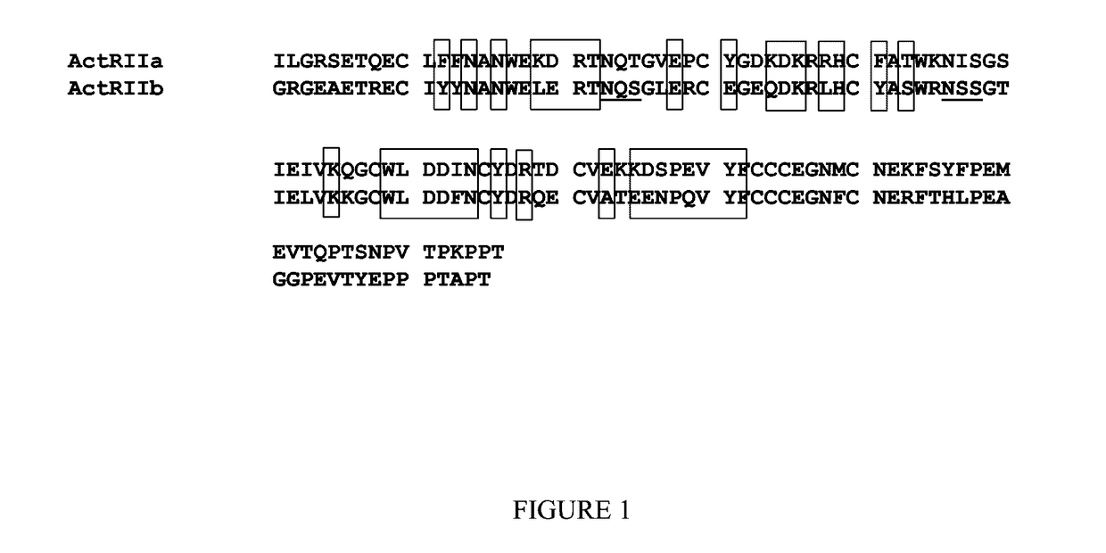 Methods and compositions for treating ineffective erythropoiesis